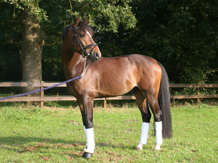 Knappe Thamen’s Volare