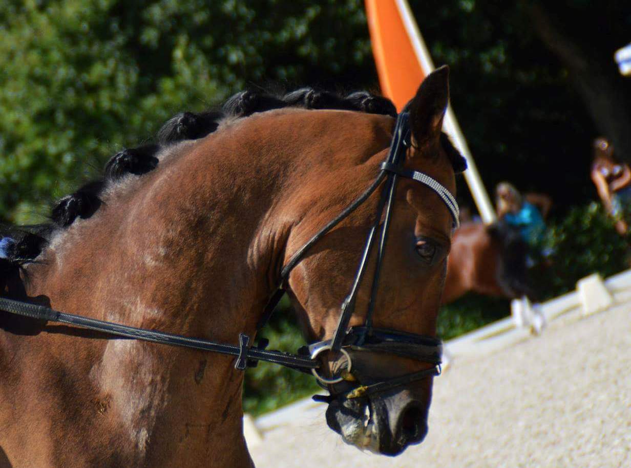 Teamzilver op NK voor Volare