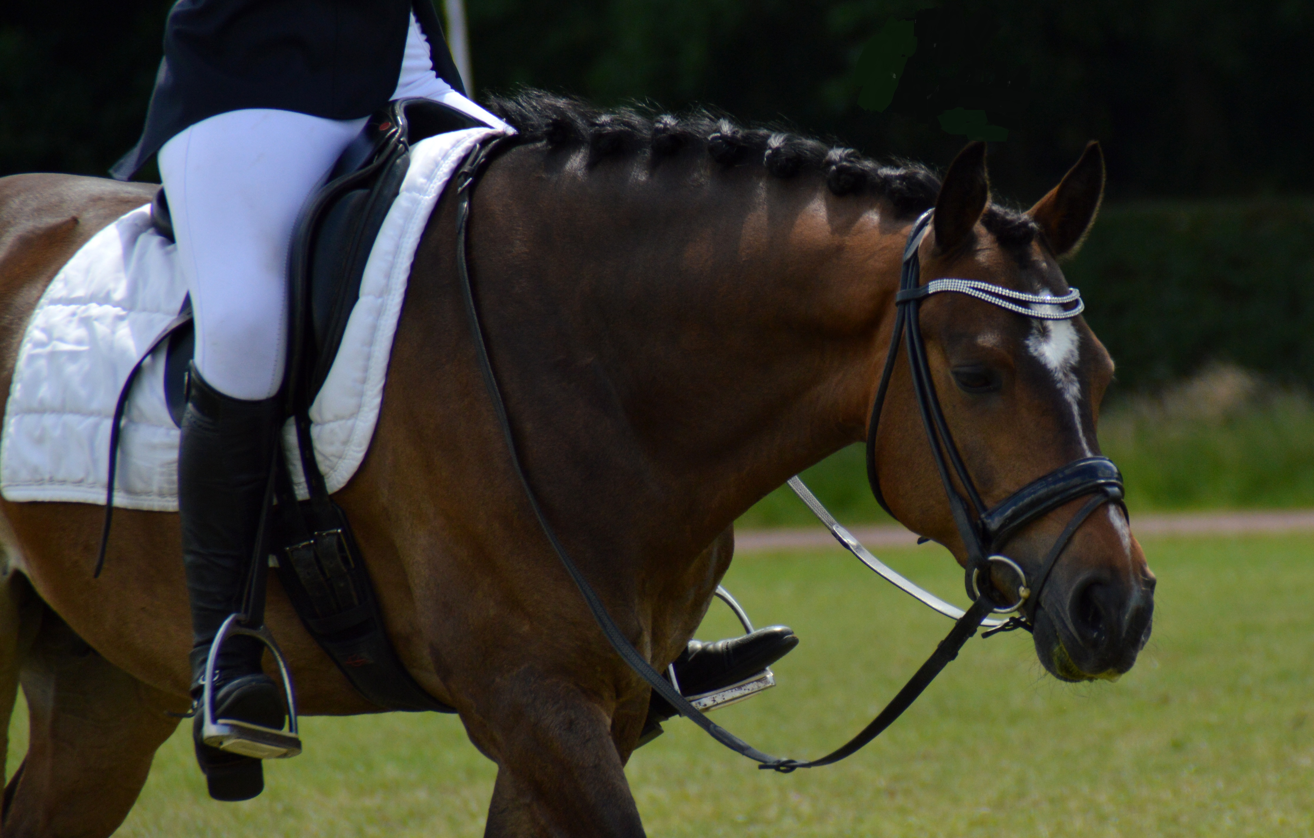 Ticket voor NK dressuur