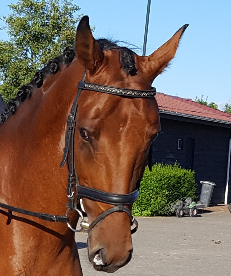 Mooi dressuurdebuut voor Gyon G