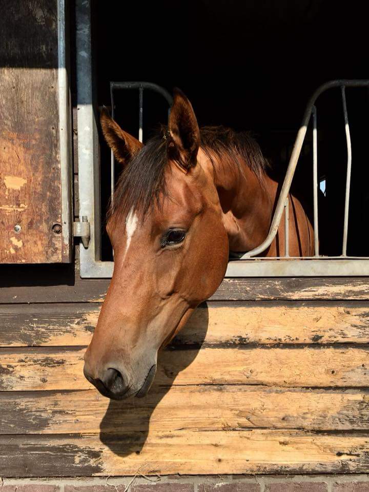 Halfzus Gyon gearriveerd